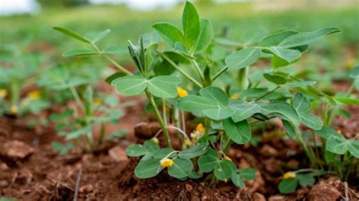 FDA Closes Peanut Butter Plant Linked to Salmonella