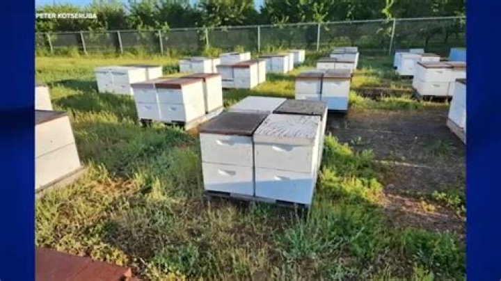 Nearly 100 beehives stolen from field in California's Central Valley