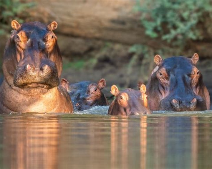 Up Close and Personal With the Hippos of Uganda